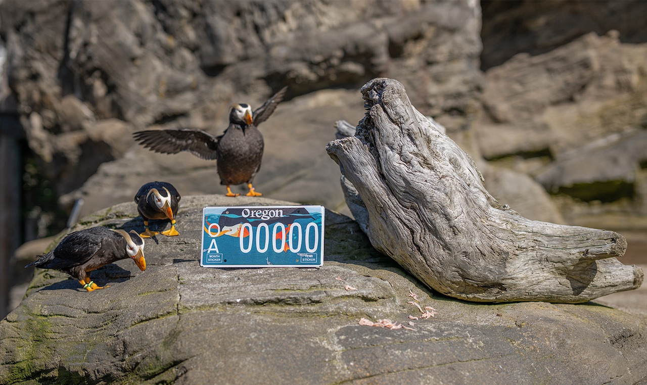 Tufted puffin license plate with some tufted puffins.